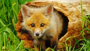 desktop-hd-cute-pictures-of-foxes
