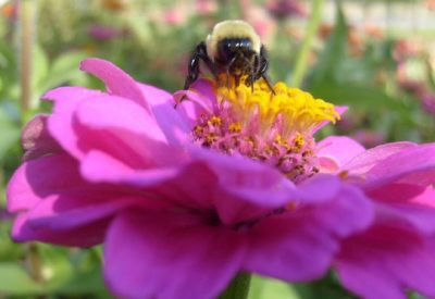 imagesbee+deregation+petition