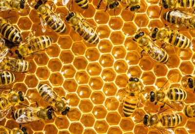 lots-of-bees-for-website