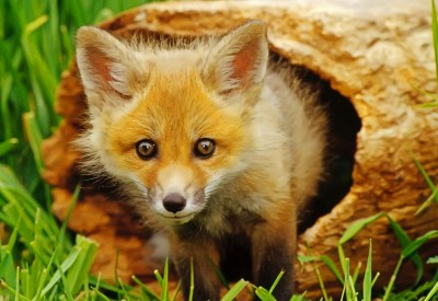 desktop-hd-cute-pictures-of-foxes