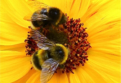 bees pollen