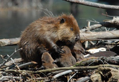 beaver