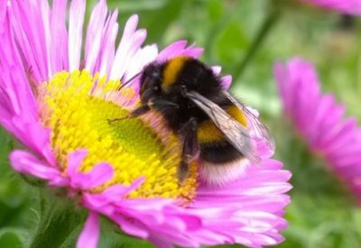bumble bee on flower