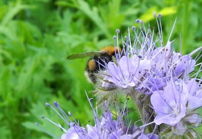 Tree Bumblebee on a first year Phacelia 005 – 1-3