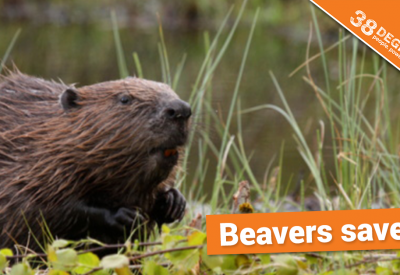 beaver_ad