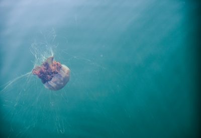 Sea Life Water Underwater Jellyfish Sea Scotland