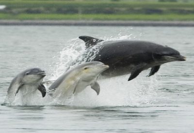 bottlenose-dolphins-at-chanonry-point
