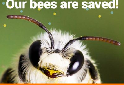 our-bees-are-saved