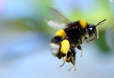 white_tailed_bumble-bee_-_bombus_lucorum