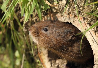 shutterstock_110043164