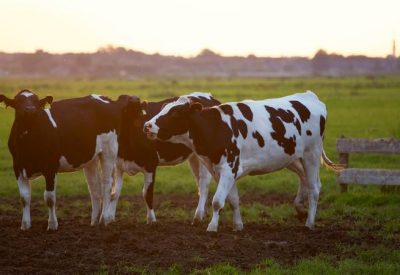 agriculture-animal-animal-photography-422218