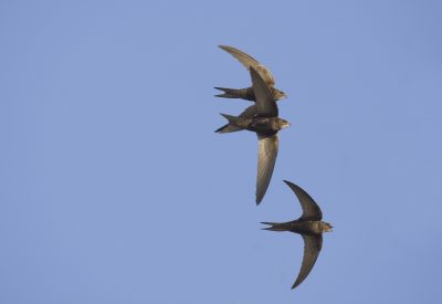 swifts