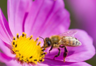 A bumblebee on a pink flower