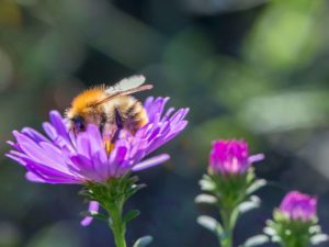 Common carder bee on a purple flower