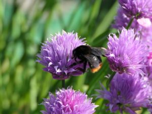 Red-tailed bumblebee (female) on a purple flower
