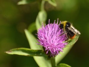 Red-tailed bumblebee (male) on a purple flower