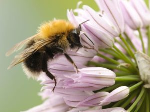 Tree bumblebee on a pink flower