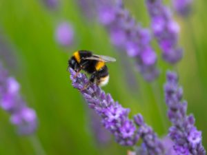 White-tailed bumblebee on a purple flower