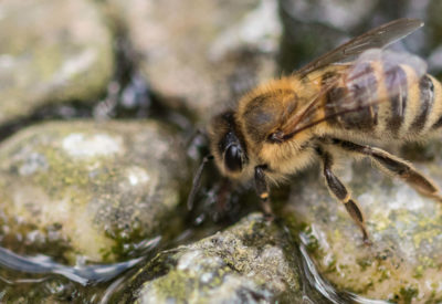 Image shows a honey bee drinking water from a bee bath
