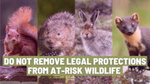 Image shows a read squirrel, a water vole, a mountain hare and a pine marten. Text on the image says "do not remove legal protections from at-risk wildlife"