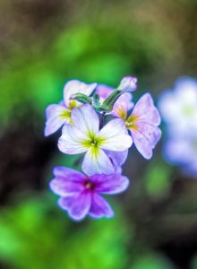 Pink & White Wildflower smlst