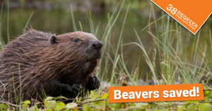 beaver_ad