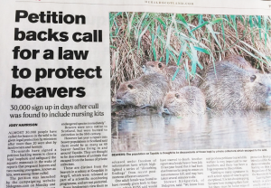 beaver_herald