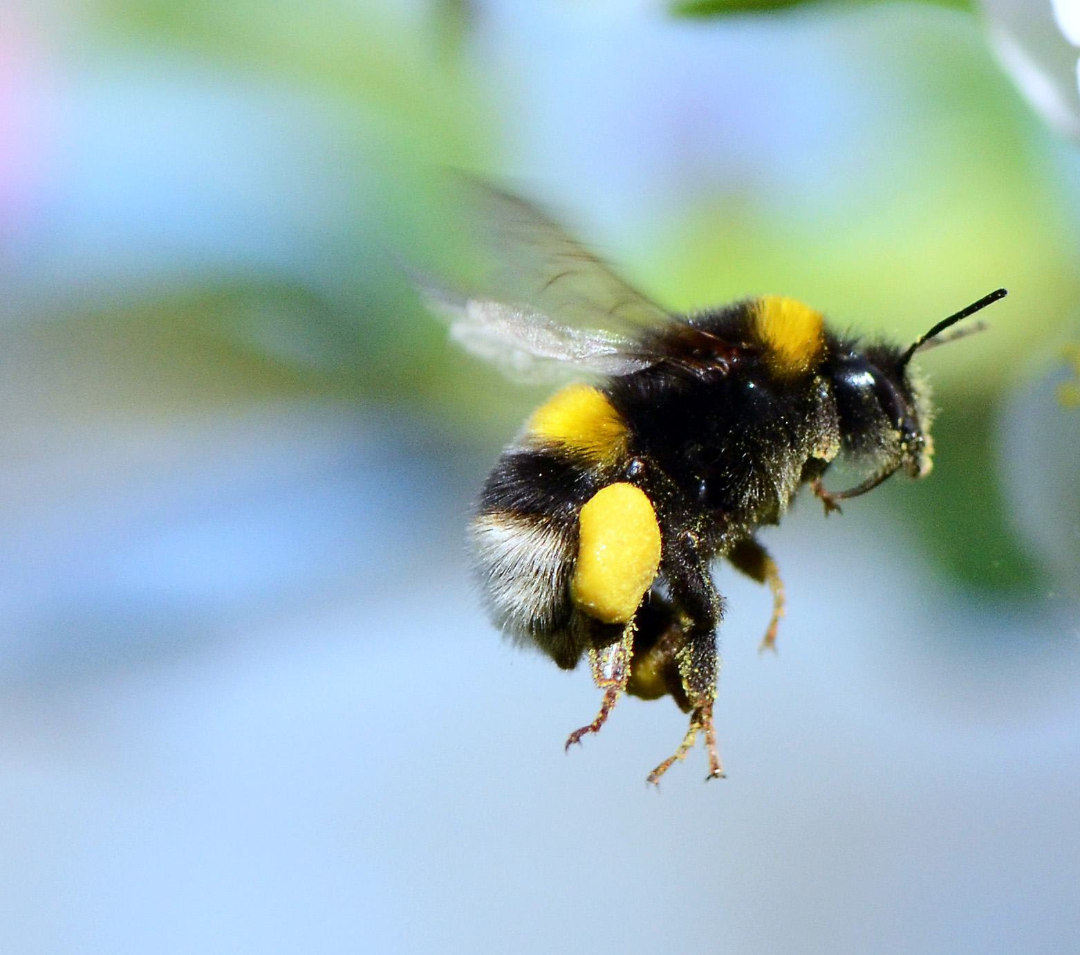 Пчела летит. Bombus lucorum. Шмель трубач. Шафранный Шмель. Шмель жалит.