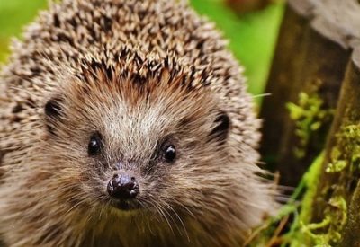 hedgehog-child-1759027_960_720