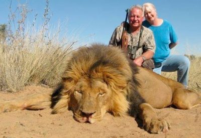 lion_2