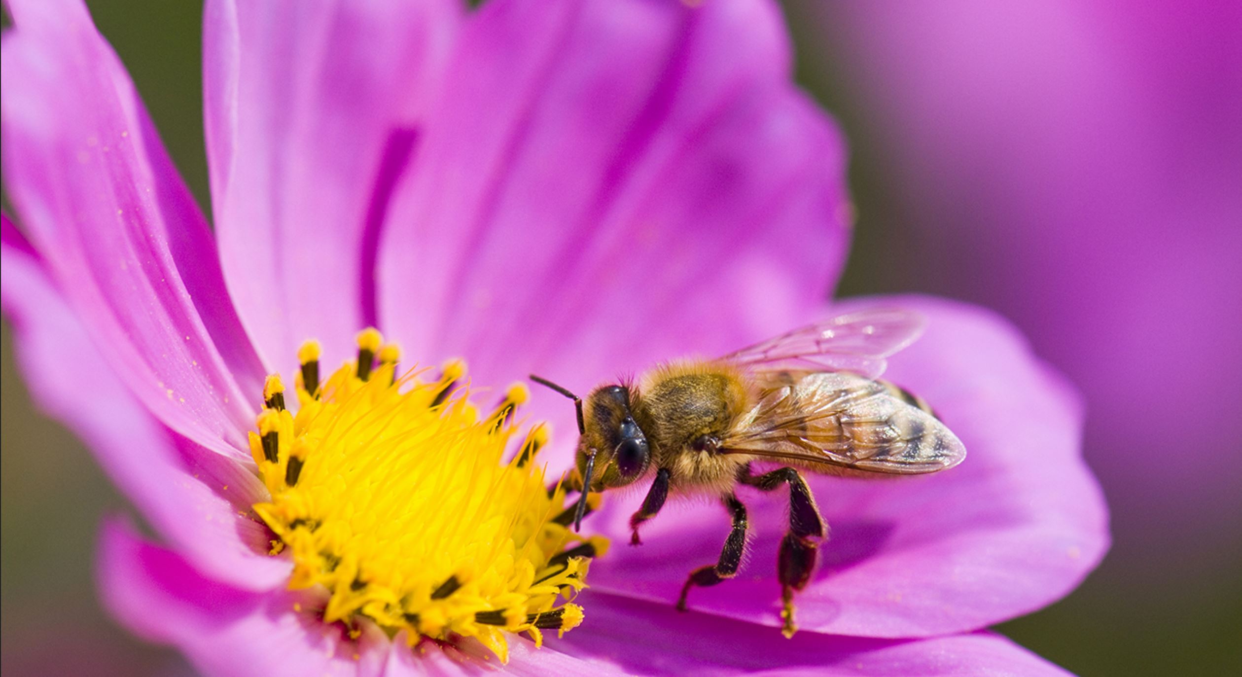 A bumblebee on a pink flower