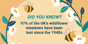 DID YOU KNOW? A quarter of all known bee species haven’t been recorded since the 1990s