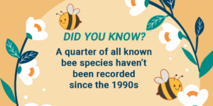 DID YOU KNOW? A quarter of all known bee species haven’t been recorded since the 1990s