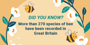 DID YOU KNOW? More than 270 species of bee have been recorded in Great Britain