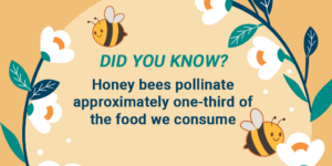 DID YOU KNOW? Honey bees pollinate approximately one-third of the food we consume