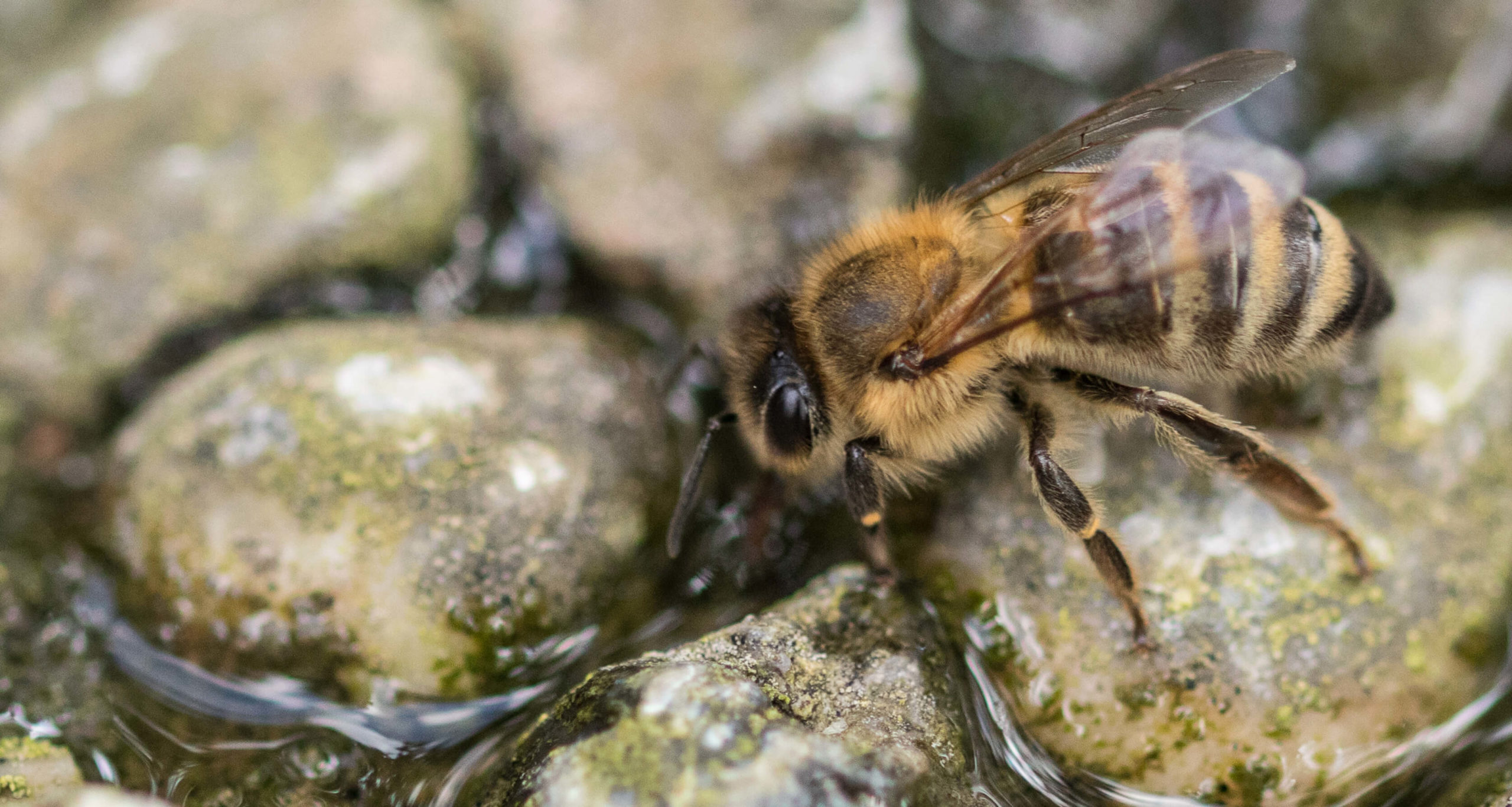 Image shows a honey bee drinking water from a bee bath