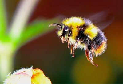 Bee_background_2